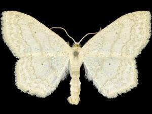 Scopula limboundata