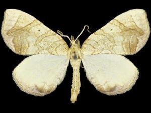 Eulithis gracilineata