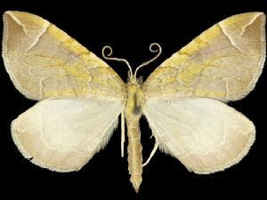 Eulithis testata