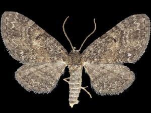 Eupithecia palpata