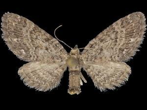 Eupithecia columbiata