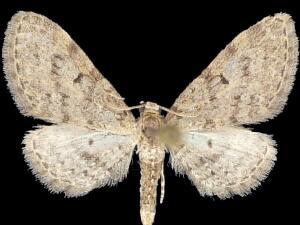 Eupithecia misturata