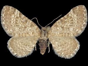 Eupithecia pygmaeata