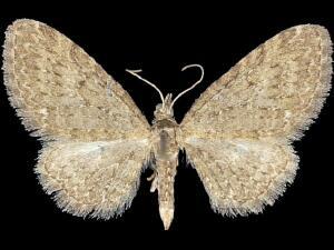 Eupithecia bryanti