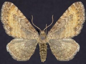 Eupithecia coloradensis