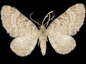 Eupithecia regina