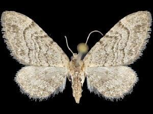 Eupithecia borealis