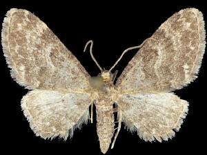 Eupithecia subfuscata