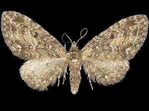 Eupithecia lariciata