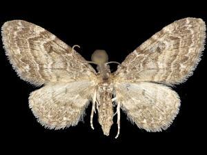 Eupithecia harrisonata