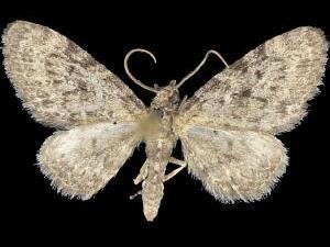 Eupithecia fletcherata