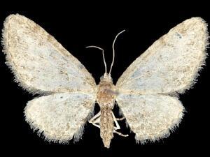 Eupithecia sheppardata