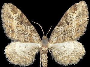 Eupithecia rotundopuncta