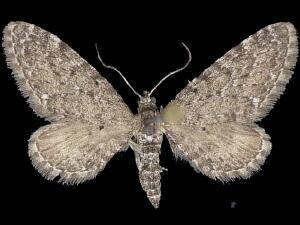 Eupithecia nimbicolor