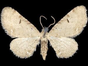 Eupithecia ammonata