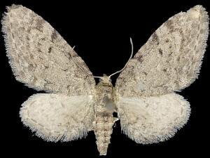 Eupithecia swettii