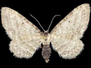 Eupithecia indistincta