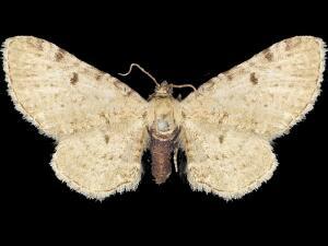 Eupithecia indistincta