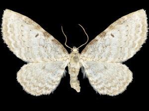 Eupithecia cretaceata