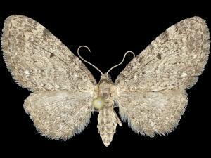 Eupithecia sewardata