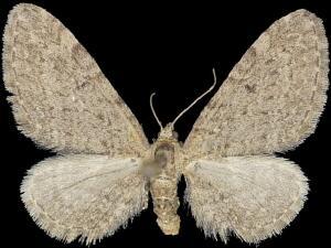 Eupithecia perfusca