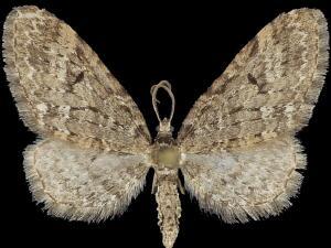 Eupithecia annulata