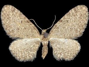 Eupithecia lachrymosa