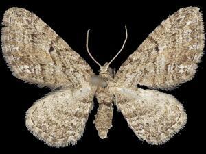 Eupithecia interruptofasciata