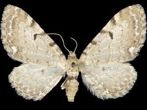 Eupithecia appendiculata