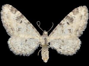 Eupithecia agnesata