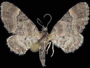 Eupithecia bowmani