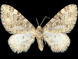 Eupithecia niveifascia