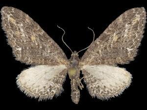 Eupithecia gilvipennata