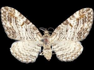 Eupithecia graefii