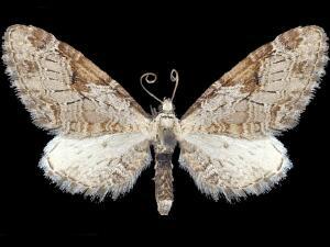 Eupithecia nevadata