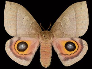 Automeris hesselorum