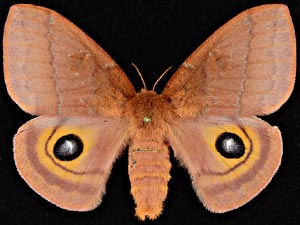 Automeris patagoniensis