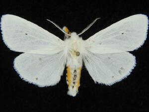 Spilosoma virginica