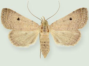 Bleptina biformata