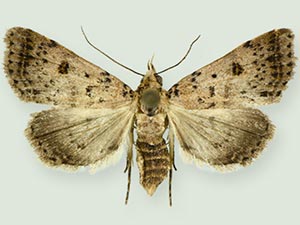 Bleptina biformata