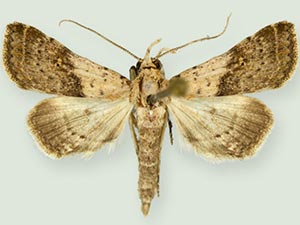 Bleptina biformata