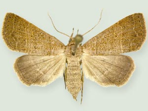 Bleptina flavivena