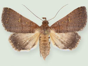 Bleptina verticalis