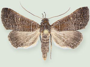 Bleptina verticalis