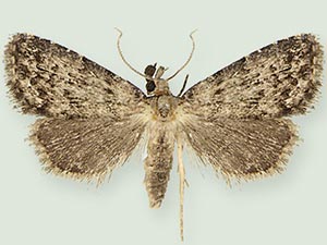 Dyspyralis ocala