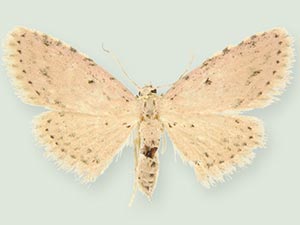 Sigela basipunctaria