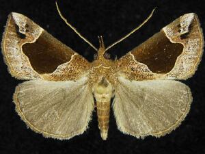 Hypena manalis