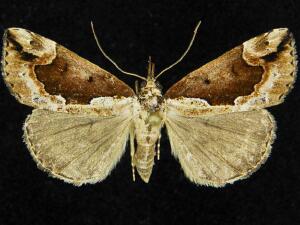 Hypena baltimoralis