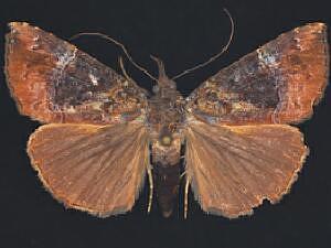 Hypena vetustalis