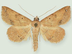 Hemeroplanis scopulepes